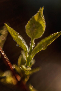 绿叶上的雨水在阳光下发光。 鼓舞人心的自然花卉春天或夏季花园或公园在柔和的阳光和模糊的背景下。 生态清新自然景观壁纸