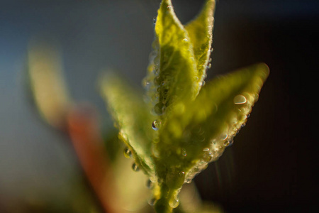 绿叶上的雨水在阳光下发光。 鼓舞人心的自然花卉春天或夏季花园或公园在柔和的阳光和模糊的背景下。 生态清新自然景观壁纸