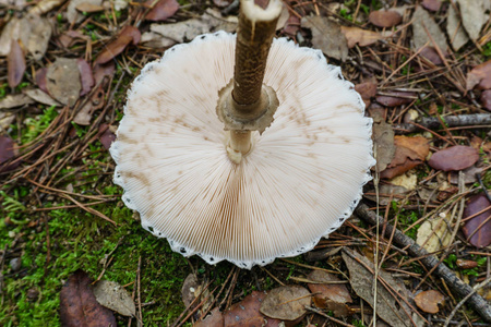以下宏观摄影用蘑菇的细节