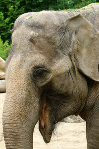 大象住在斯洛文尼亚首都卢布尔雅那市的一个动物园里