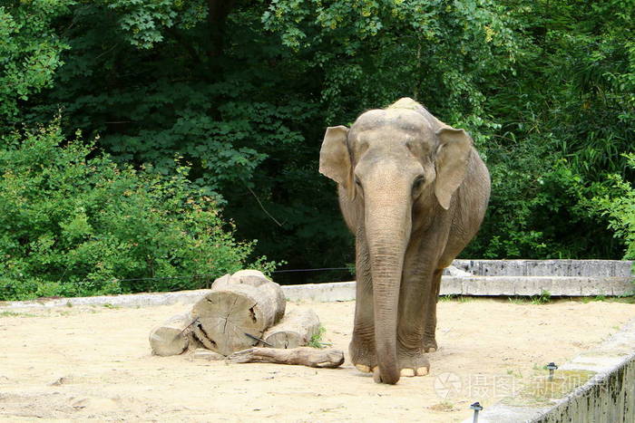 大象住在斯洛文尼亚首都卢布尔雅那市的一个动物园里