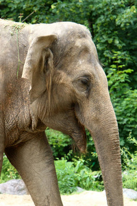 大象住在斯洛文尼亚首都卢布尔雅那市的一个动物园里