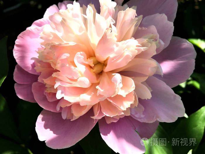 这张五颜六色的照片显示了盛开的牡丹花 叶子有着不寻常的香气 绿草上由雌蕊雄蕊组成的花牡丹图案 牡丹花中的植物花束 照片 正版商用图片12apnf 摄图新视界