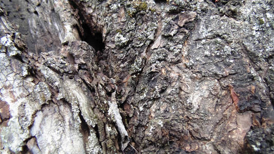 老裂纹树的背景。 木制的纹理