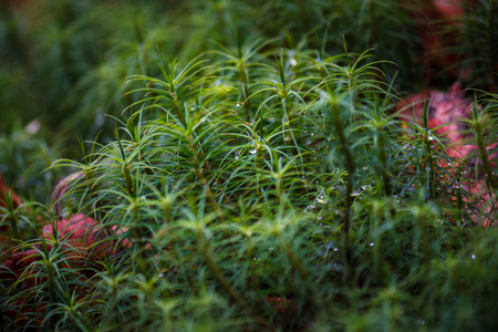 绿色苔藓背景。 星苔Polytrichum公社从上面看到。 浅场深。