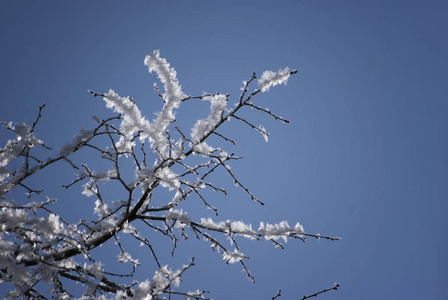 霜冻在雪上覆盖着树枝，冬天霜冻晴朗的一天。