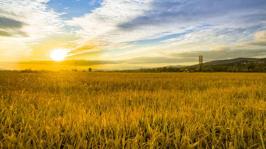 麦田。夏天的黄色大麦。农业季节，收获时间。夕阳下五彩缤纷的天空