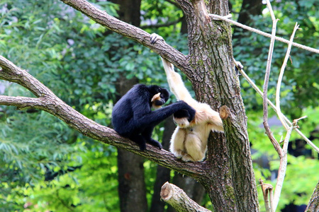 猴子住在卢布尔雅那的动物园里照片