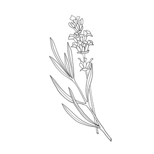 化妆品,标签,包装和纺织品用手绘素描画薰衣草的标志标签暗色玻璃瓶的