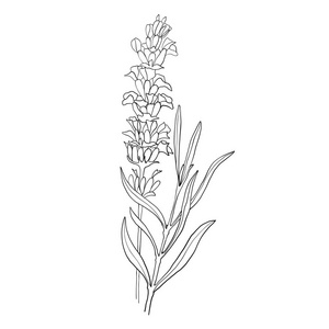 手工绘制的薰衣草植物插图.老式的药用草药和植物收藏品.