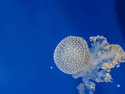 水族馆里的水母