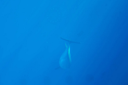 海豚在深处