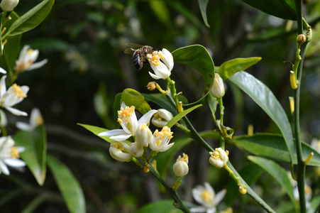 紫菜花接近克莱门汀花与蜜蜂收集花粉