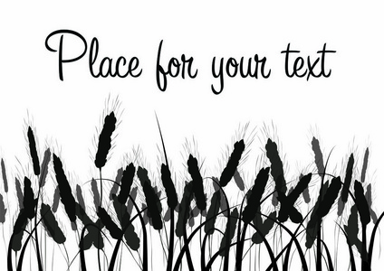 黑色剪影在白色被隔绝.金黄麦子, 黑麦, 大麦的小穗.向量.