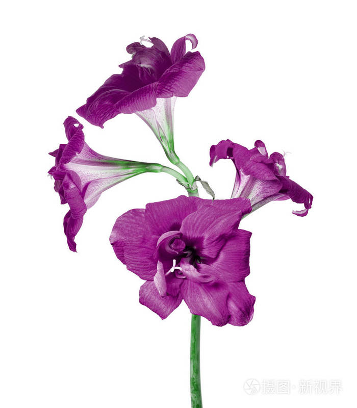 白色背景的四朵紫丁香花