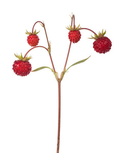 白色背景茎上的野生草莓
