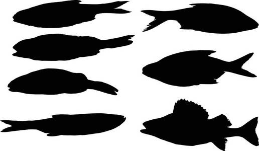 插图与一组鱼的轮廓隔离在白色背景