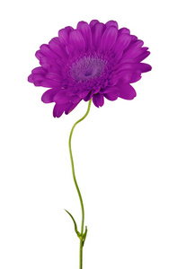 白色背景上分离的紫色花