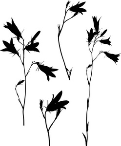 白色背景中分离出的黑色卡帕努拉花的插图