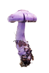 白色背景下分离出的明亮紫丁香蘑菇