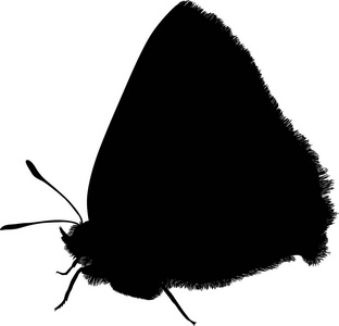 插图与蝴蝶剪影隔离白色背景