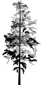 以白色背景隔离的杉树为例图片