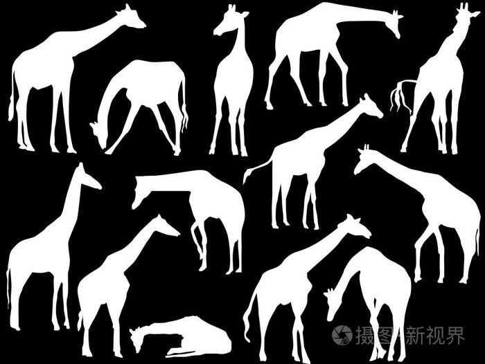 黑色背景下分离的长颈鹿集合插图