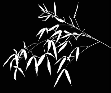 白色竹枝的插图，隔离在黑色的背景上