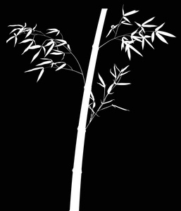 黑竹枝与黑竹枝隔离的插图