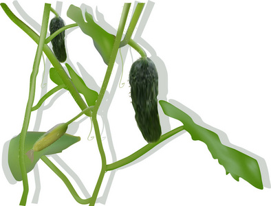 白色背景下分离的绿色黄瓜植物图解