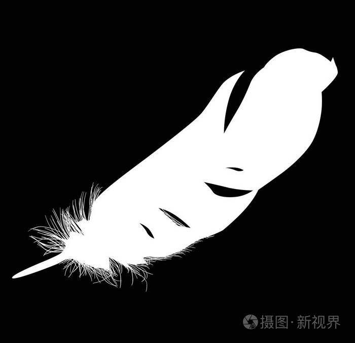 黑色背景的单白羽毛插图