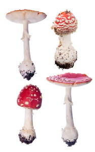 白色背景下分离的红蝇琼脂蘑菇组