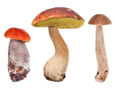 在白色背景上分离的一组蘑菇