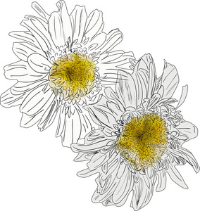 白色背景中分离出菊花的插图