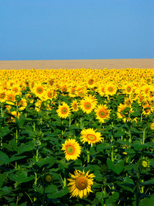 田野里充满了黄色的大向日葵, 在蓝天背景下, 长着绿色的腿照片