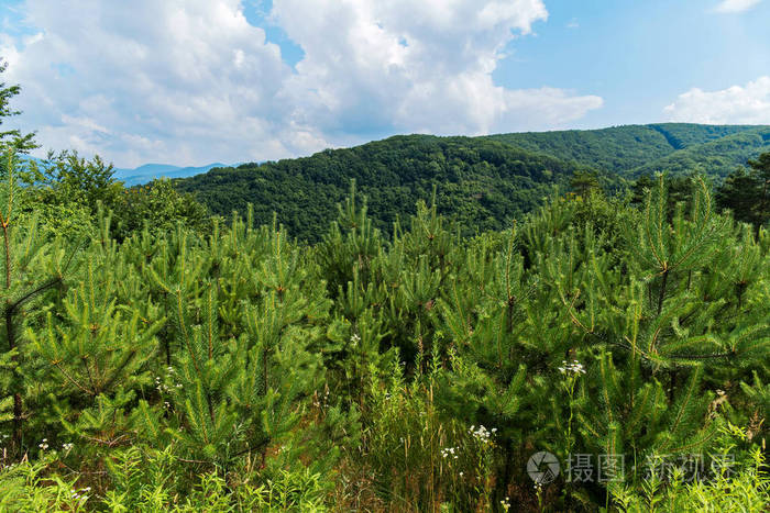 一片年轻的浅绿色松树, 可以看到地平线上的青山和蓝山