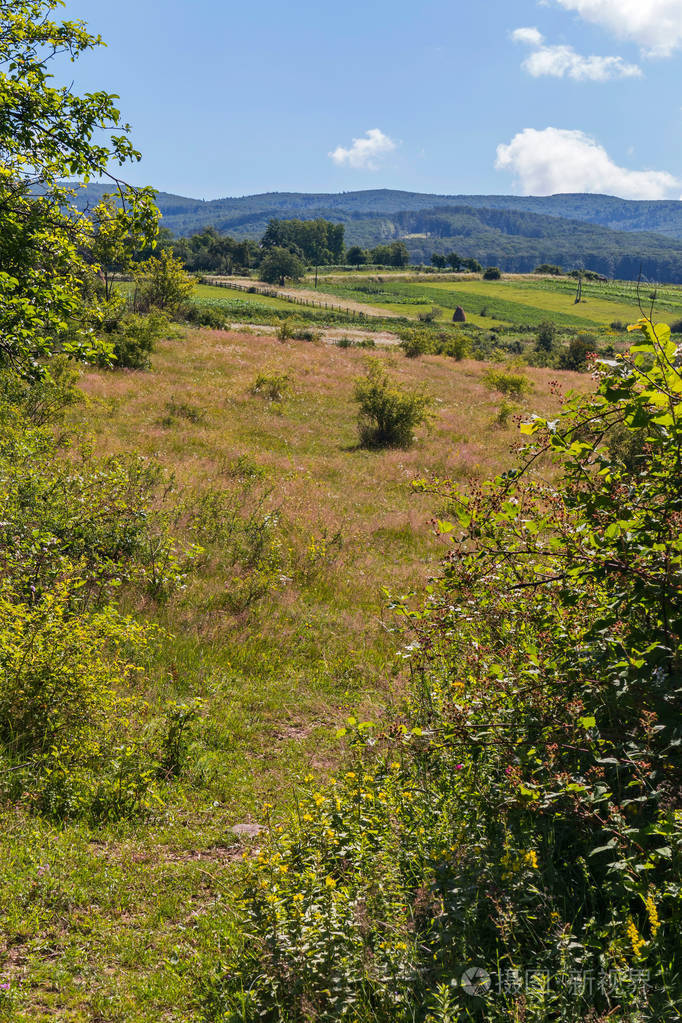 农村菜园与种植植物位于山的绿色山坡的脚