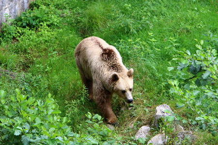 一只大熊住在卢布尔雅那的动物园里