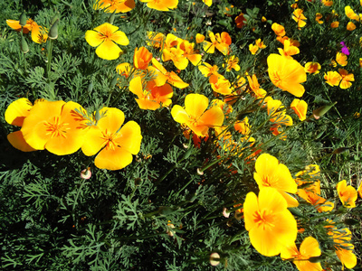 美丽的橙色花背景。 大自然的纹理。 艺术花卉景观