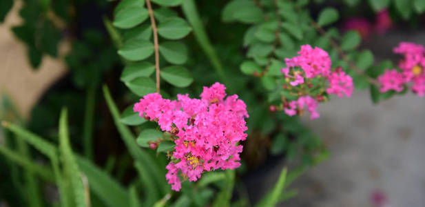 花园里五颜六色的花。梅花盛开。花园里美丽的花在夏天绽放。点缀着正式的花园。 公园。 美丽的花园。