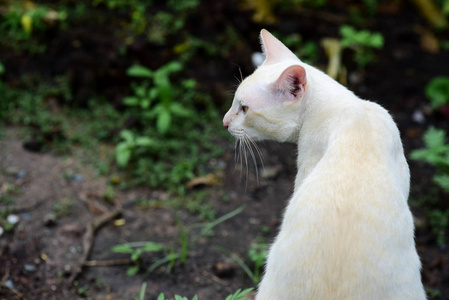 可爱的猫在房子里走来走去。