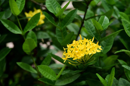 花园里五颜六色的花。梅花盛开。花园里美丽的花在夏天绽放。点缀着正式的花园。 公园。 美丽的花园。