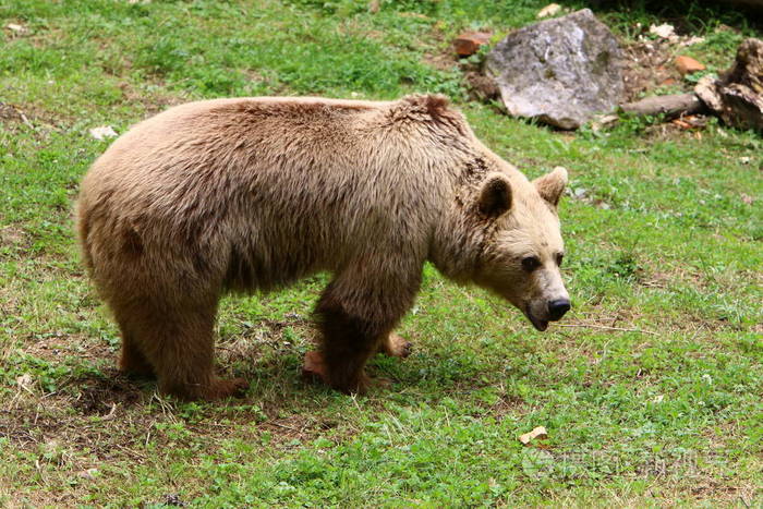 一只大熊住在卢布尔雅那的动物园里