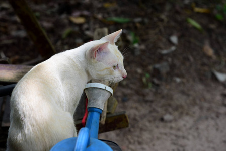 可爱的猫在房子里走来走去。