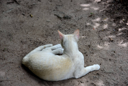 可爱的猫在房子里走来走去。