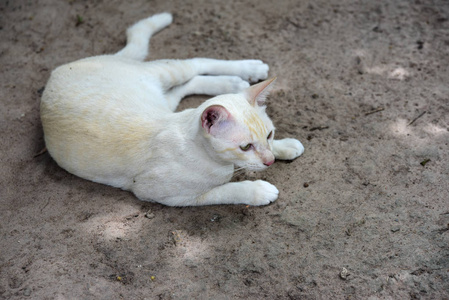 可爱的猫在房子里走来走去。