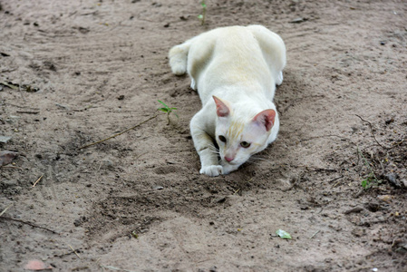 可爱的猫在房子里走来走去。