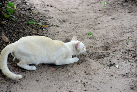 可爱的猫在房子里走来走去。