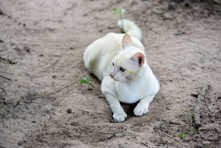 可爱的猫在房子里走来走去。