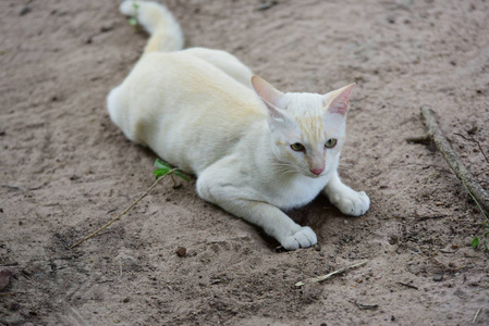 可爱的猫在房子里走来走去。